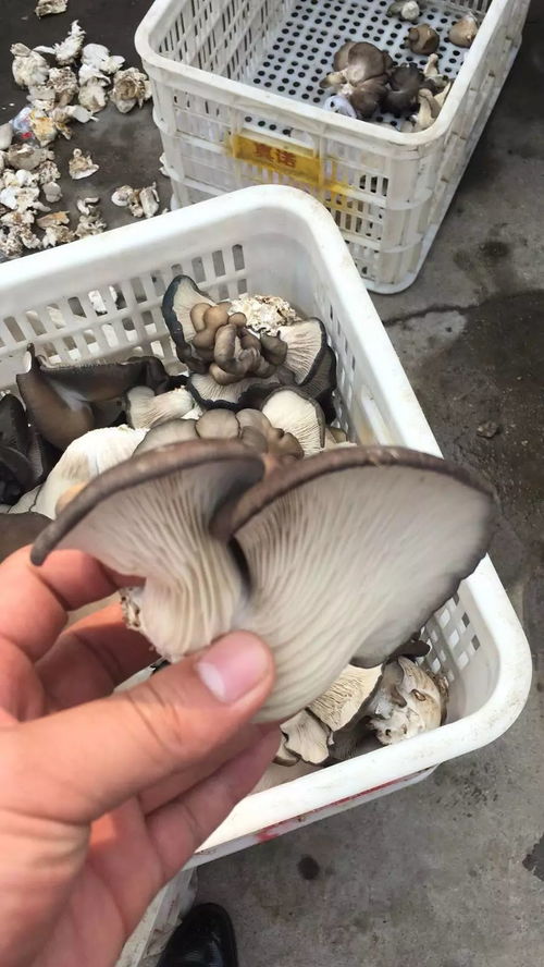 你真的懂“互联网+农产品”吗？——互联网农产品销售的本质、挑战与机遇